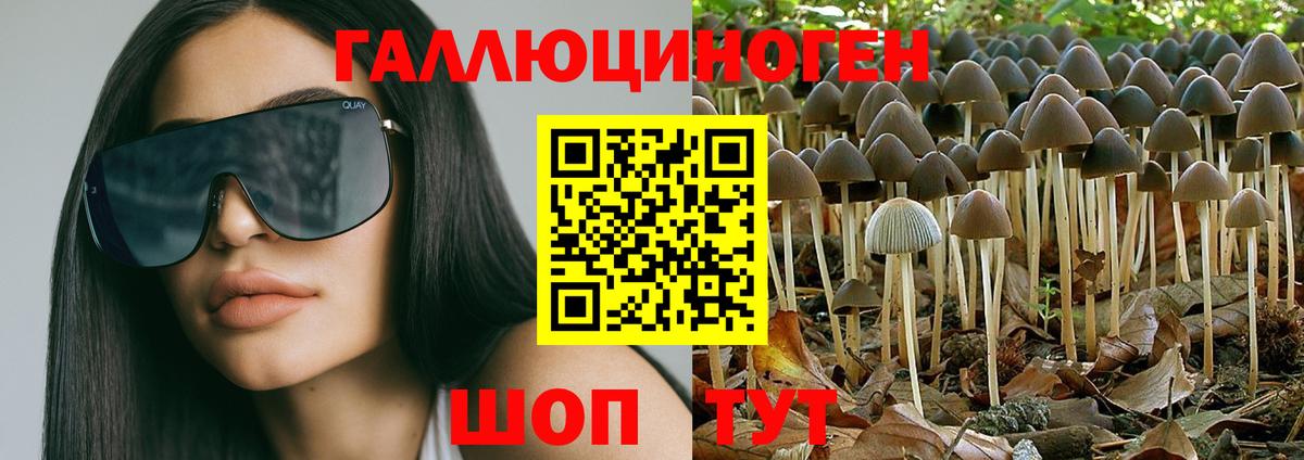 Галлюциногенные грибы Psilocybe Бирск